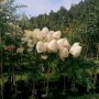 Hortenzija šluotelinė (Hydrangea paniculata) 'Phantom' (medelis)